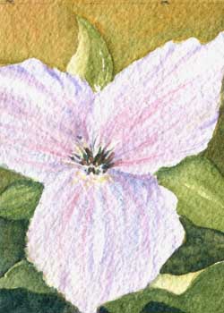 "Tiny Trilium" by Susan Nitzke, Cottage Grove WI - Watercolor